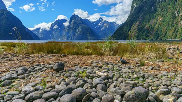 Знаменитий Мілфордський Звук Національному Парку Новій Зеландії — стокове фото