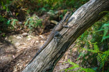 Mavi dağlardaki Doğu Su Ejderhası Ulusal Parkı, Yeni Güney Galler, Avustralya