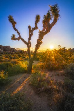 Gün batımı, Joshua Tree Ulusal Parkı, Kaliforniya, ABD