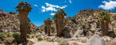 Joshua Tree Ulusal Parkı 'ndaki kayıp palmiye vahası patikasında yürüyüş.