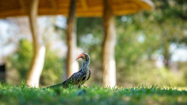 Güney Afrika 'da, mpumalanga' daki Kruger Ulusal Parkı 'nda yabani sarı gagalı boynuz gagalı.
