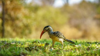 Güney Afrika 'da, mpumalanga' daki Kruger Ulusal Parkı 'nda yabani sarı gagalı boynuz gagalı.
