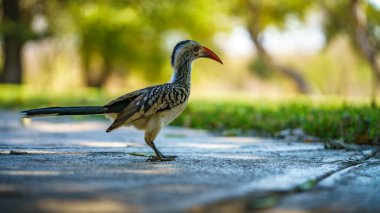 Güney Afrika 'da, mpumalanga' daki Kruger Ulusal Parkı 'nda yabani sarı gagalı boynuz gagalı.