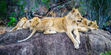 wild lions posing on a rock in kruger national park in mpumalanga in south africa