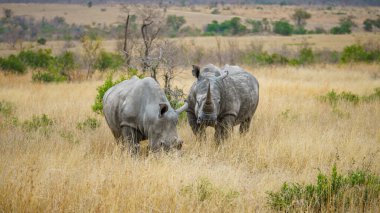 wild white rhinos in kruger national park in mpumalanga in south africa