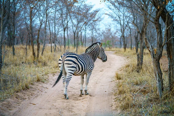南アフリカのクルーガー国立公園の野生のゼブラ — ストック写真