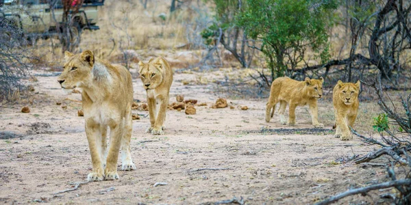 young lions in kruger national park in mpumalanga in south africa