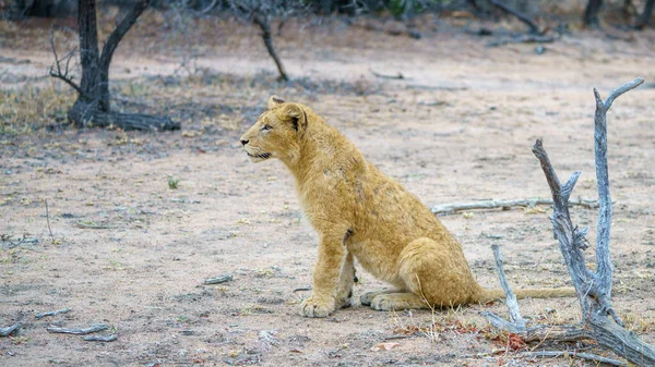 young lions in kruger national park in mpumalanga in south africa