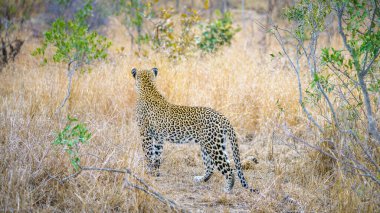Güney Afrika 'da, mpumalanga' daki Kruger Ulusal Parkı 'nda vahşi leopar.
