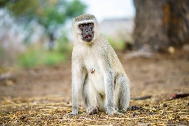 vervet monkey in kruger national park in mpumalanga in south africa