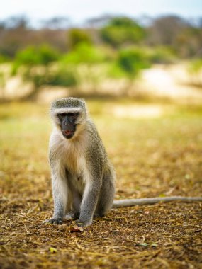 vervet monkey in kruger national park in mpumalanga in south africa