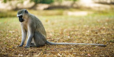 vervet monkey in kruger national park in mpumalanga in south africa