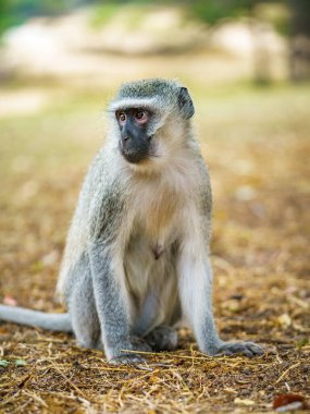 vervet monkey in kruger national park in mpumalanga in south africa