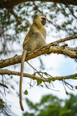 vervet monkey in kruger national park in mpumalanga in south africa