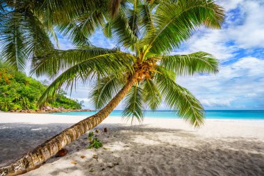 Tropik sahilde palmiye ağacı, beyaz kum ve turkuaz su, Anse Geogette 'de cennet, Seyşel Adaları