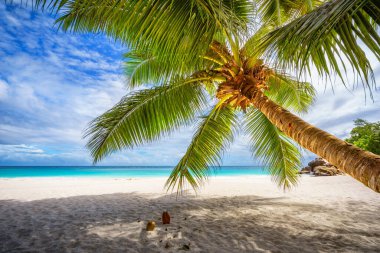 Tropik sahilde palmiye ağacı, beyaz kum ve turkuaz su, Anse Geogette 'de cennet, Seyşel Adaları