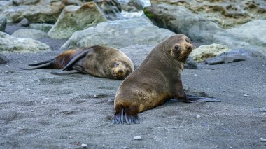 Yeni Zelanda 'da Cape Palliser sahilindeki kürk fokları