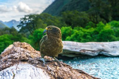 Kea, bir ağaç gövdesindeki dağ papağanı, güney Alpleri, Yeni Zelanda