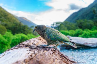 Kea, bir ağaç gövdesindeki dağ papağanı, güney Alpleri, Yeni Zelanda