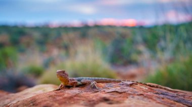 portrait of a lizard in the sunset of kings canyon, northern territory, australia clipart