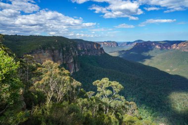 Kadehler gözcülük yapıyor, Blue Mounts Ulusal Parkı, Avustralya