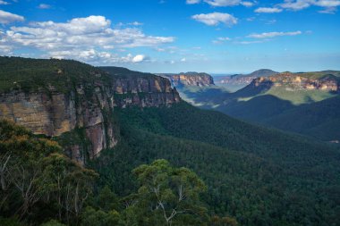 Kadehler gözcülük yapıyor, Blue Mounts Ulusal Parkı, Avustralya