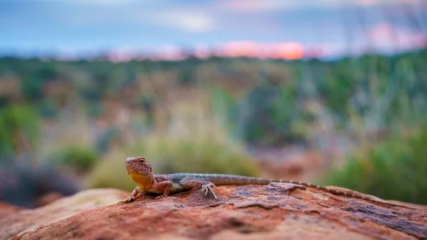 Portré Egy Gyík Naplemente Királyok Kanyon Északi Terület Ausztrál — Stock Fotó