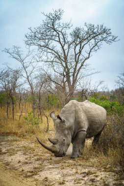 Güney Afrika 'da, mpumalanga' daki Kruger Ulusal Parkı 'nda vahşi beyaz gergedan.