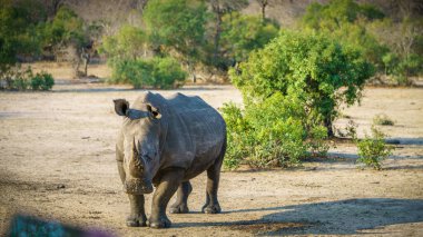 Güney Afrika 'da, mpumalanga' daki Kruger Ulusal Parkı 'nda vahşi beyaz gergedan.