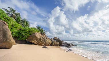 Seyşeller 'deki vahşi tropik sahilde güzel palmiye ağaçları