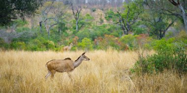 Güney Afrika 'da, mpumalanga' daki Kruger Ulusal Parkı 'nda vahşi kudus.