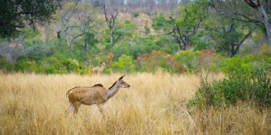 wild kudus in kruger national park in mpumalanga in south africa