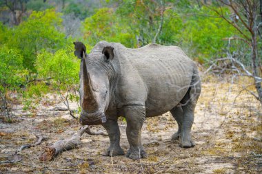 Güney Afrika 'da, mpumalanga' daki Kruger Ulusal Parkı 'nda vahşi beyaz gergedan.
