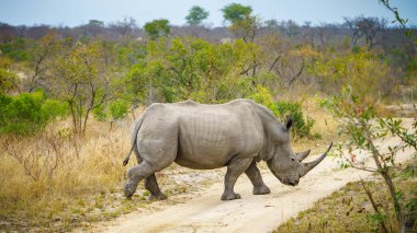 Güney Afrika 'da, mpumalanga' daki Kruger Ulusal Parkı 'nda vahşi beyaz gergedan.