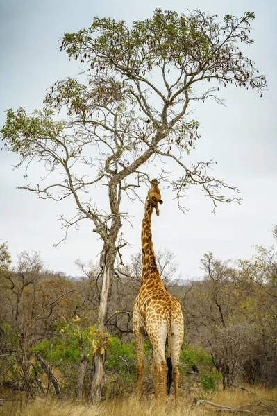 南アフリカのクルーガー国立公園にある野生のキリンは — ストック写真