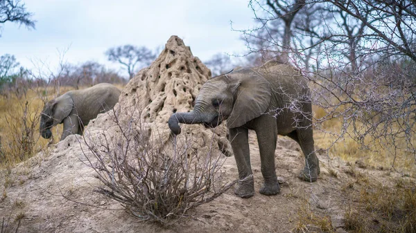 南アフリカのクルーガー国立公園にある野生の象は — ストック写真