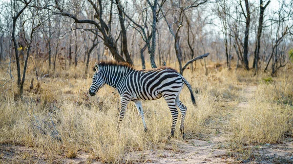 南アフリカのクルーガー国立公園に生息する野生のシマウマは — ストック写真