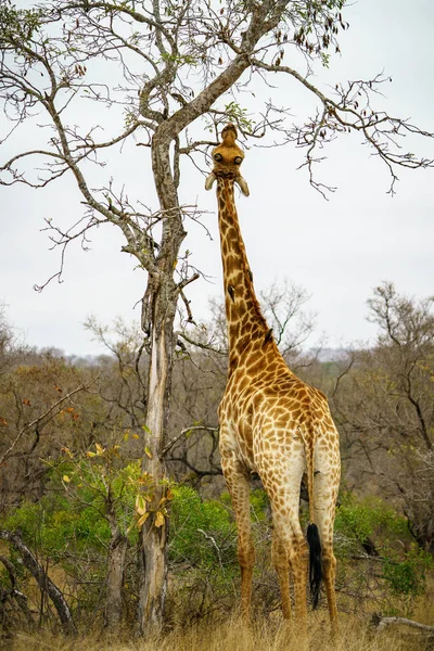 南アフリカのクルーガー国立公園にある野生のキリンは — ストック写真