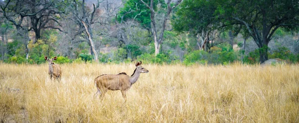 南アフリカのクルーガー国立公園にある野生のクドゥスは — ストック写真