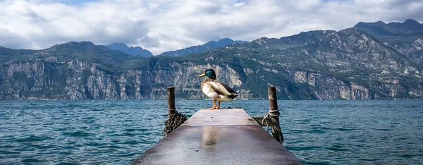 portrait of a duck on landing stage at lake garda in italy