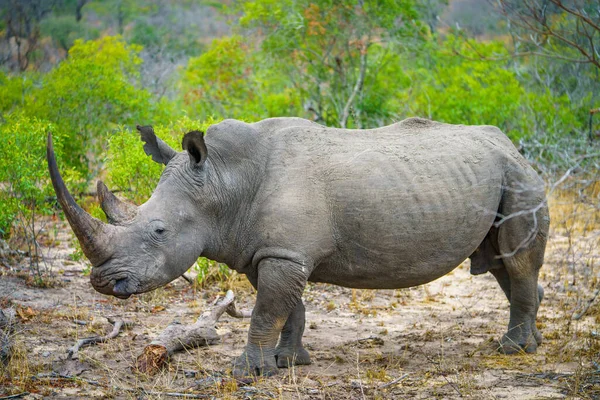 Vild Vit Noshörning Kruger Nationalpark Mpumalanga Sydafrika — Stockfoto