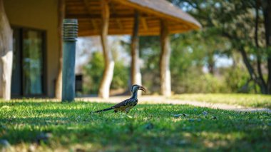 Güney Afrika 'da, mpumalanga' daki Kruger Ulusal Parkı 'nda yabani sarı gagalı boynuz gagalı.