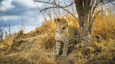 Güney Afrika 'da, mpumalanga' daki Kruger Ulusal Parkı 'nda vahşi leopar.