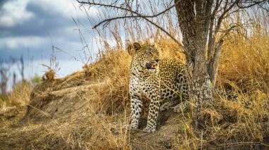 Güney Afrika 'da, mpumalanga' daki Kruger Ulusal Parkı 'nda vahşi leopar.