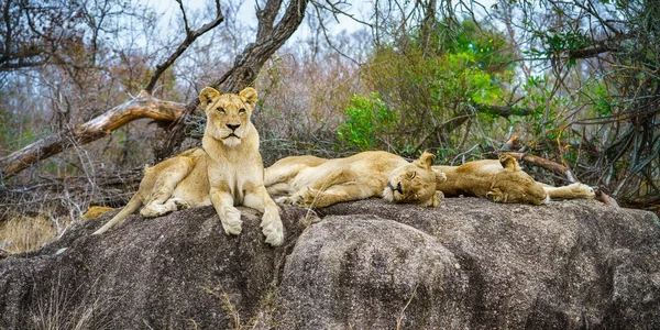 wild lions posing on a rock in kruger national park in mpumalanga in south africa
