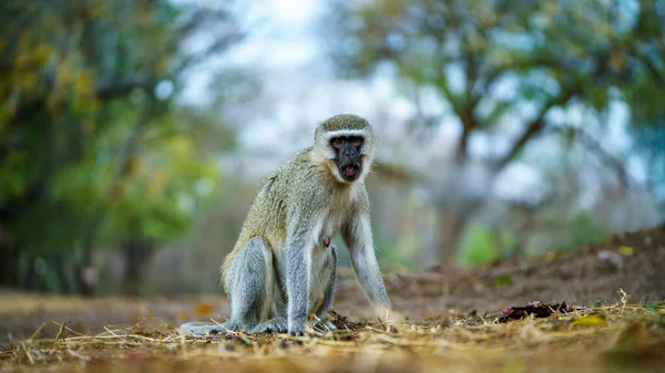 Vervet Monkey Kruger National Park Mpumalanga South Africa — Stok fotoğraf