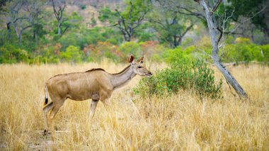 Güney Afrika 'da, mpumalanga' daki Kruger Ulusal Parkı 'nda vahşi kudus.