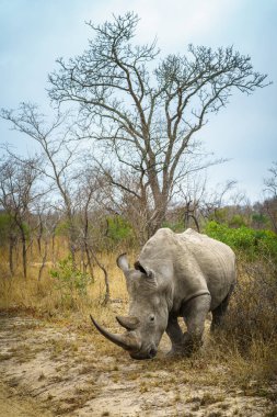 Güney Afrika 'da, mpumalanga' daki Kruger Ulusal Parkı 'nda vahşi beyaz gergedan.