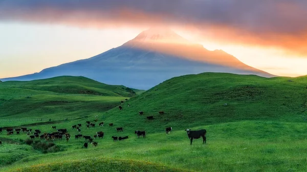 Sonnenaufgang Über Dem Kegelvulkan Taranaki Mit Kühen Grünen Gras Neuseeland — Stockfoto