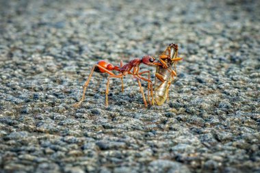 Avıyla birlikte kırmızı boğa karıncasını avlıyor, Avustralya